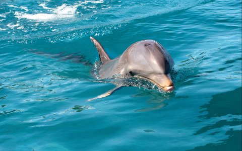 Прогулка с дельфинами