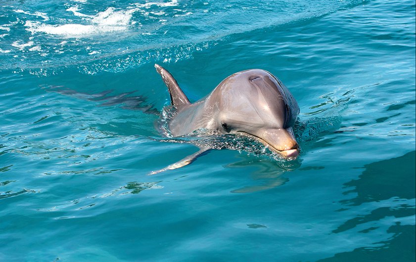 Дельфины, Маврикий
