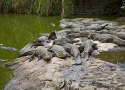 Крокодиловый парк на Маврикии